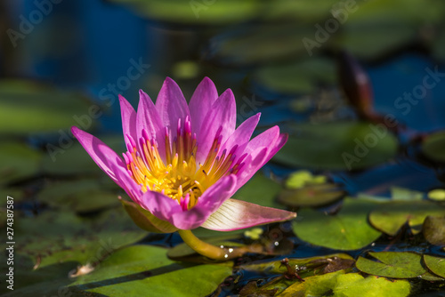 Lotus  water lily