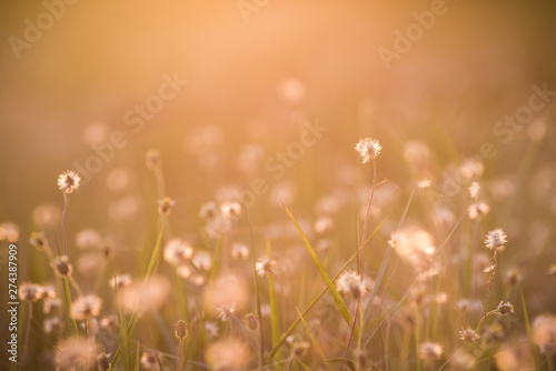 grass flower on sunset background
