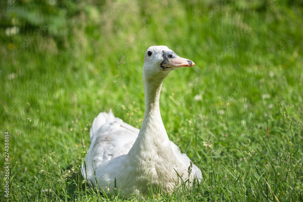 Obraz premium duck on a green lawn