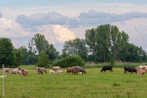 Landschaft im Spreewald mit Kühen und vielen Wolken