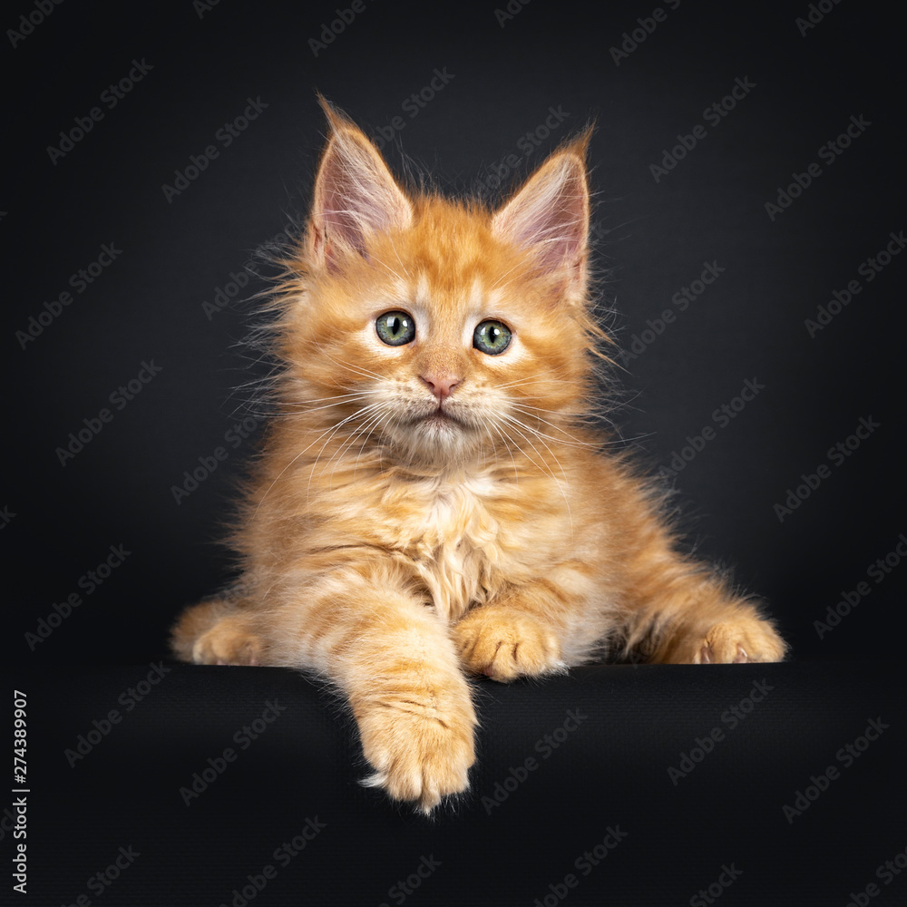 Sweet little red Maine Coon cat kitten, laying down facing front. Looking beside lens with mesmerizing eyes. Isolated on black background.e