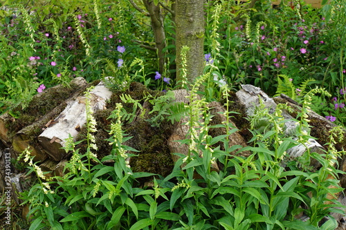 Digitalis lutea in shade garden