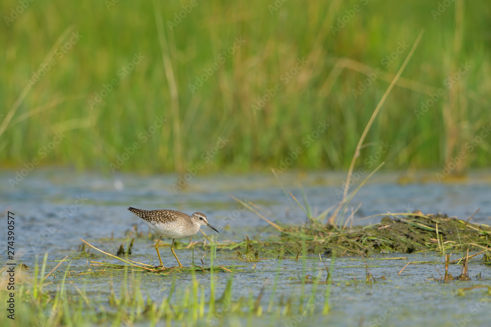 Wood Sandpiper - Tringa glareola, small shy wader from European wetlands and fields, Hortobagy National Park, Hungary. Wood Sandpiper - Tringa glareola, small shy wader from European wetlands and fields, Hortobagy National Park, Hungary.
