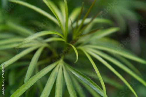 nature green leaf in the garden