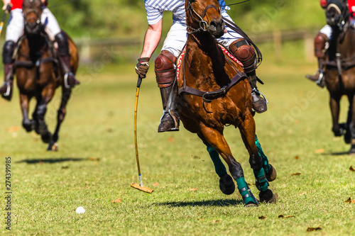 Horse Polo Player Field Game Action