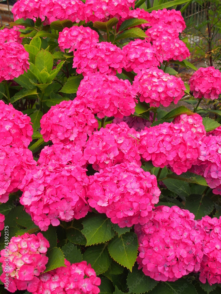 ピンクの紫陽花