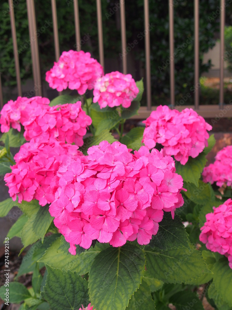 フェンス際に咲くピンクの紫陽花 フェンス際に咲くピンクの紫陽花