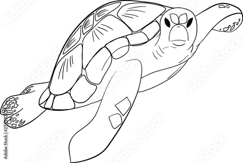 Contour sea turtle isolated background