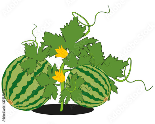 Vector illustration of the ripe watermelon in garden