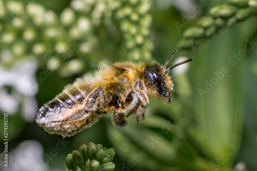 Flying honey bee covered in pollen © Paul
