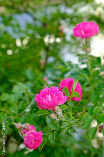small roses close-up in the garden on a blurred background