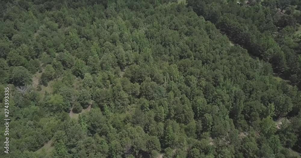 Drone flying straight over trees