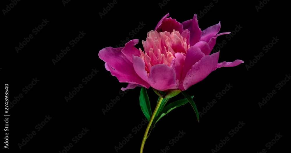 Pink Peony Flower Blooming. Black Background. Timelapse. 4K Pink Peony Flower Blooming. Black Background. Timelapse. 4K
