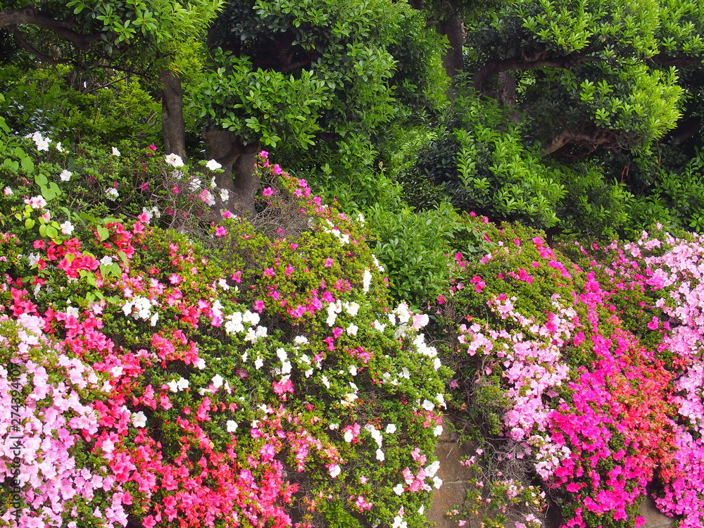 花咲く綺麗な生垣風景 花咲く綺麗な生垣風景