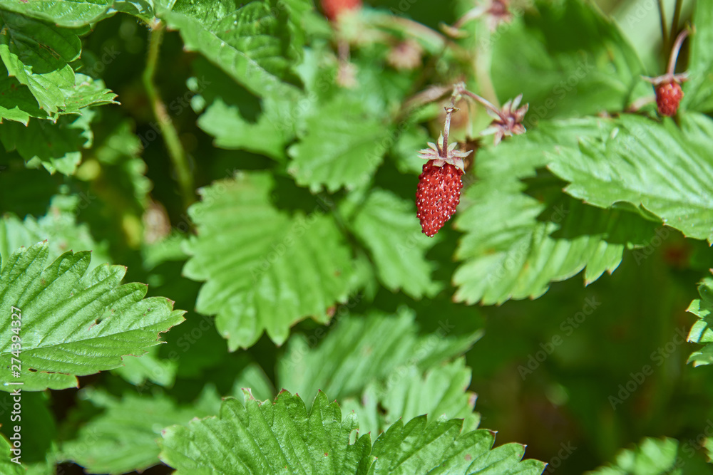 Ripe berry of strawberry on a background of green leaves. Ripe berry of strawberry on a background of green leaves.