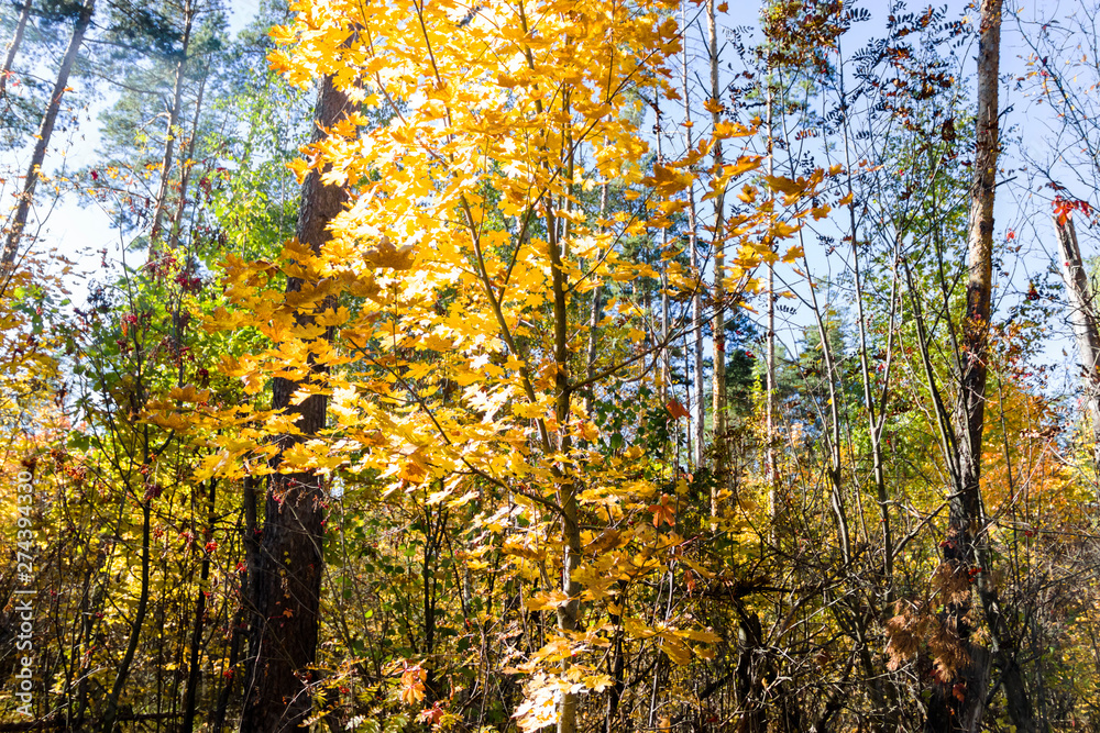 Fototapeta premium trees in the fall with yellow , red, and green leaves