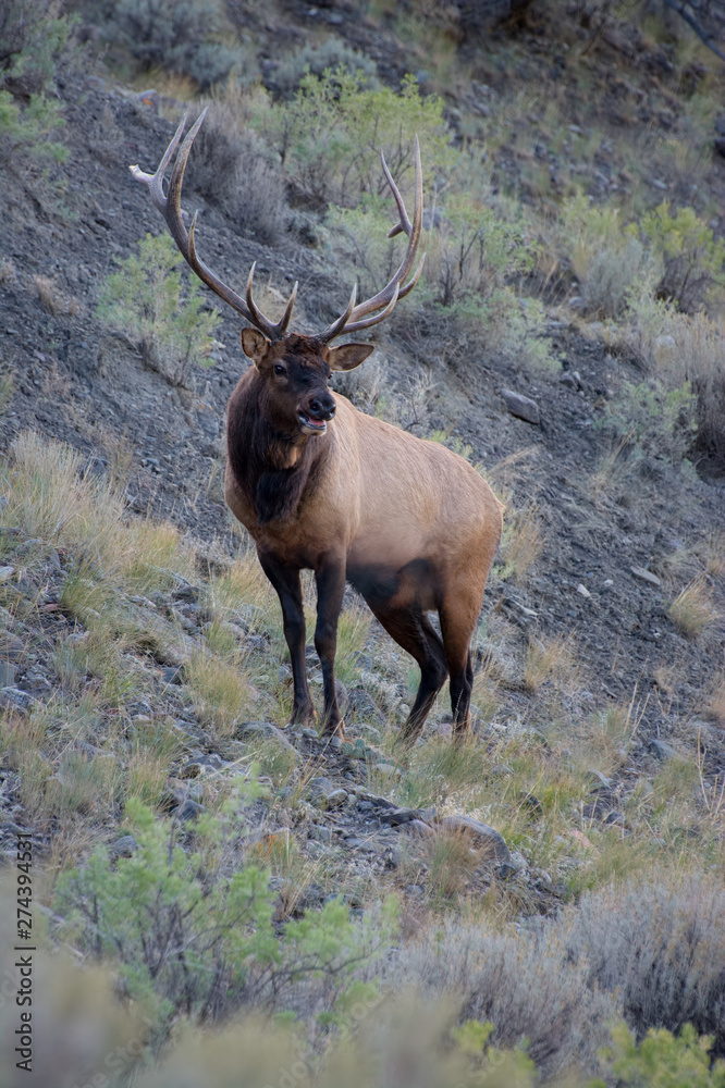 Elk or Wapiti (Cervus canadensis) Elk or Wapiti (Cervus canadensis)