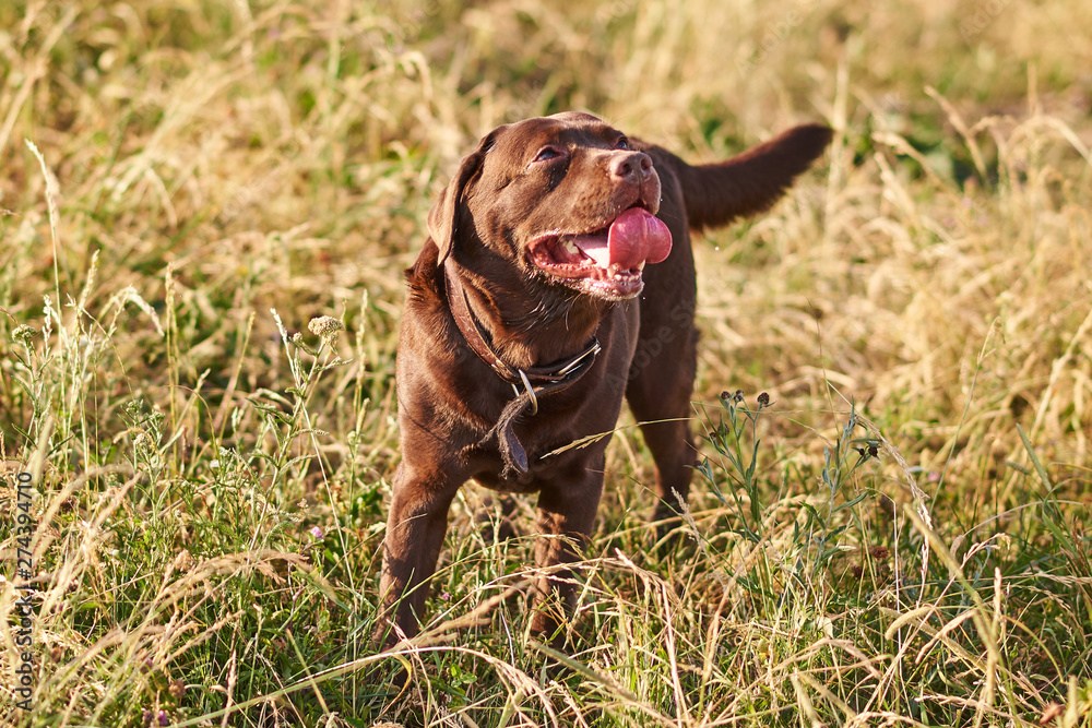 Brown Labrador, tongue sticking out, looking up