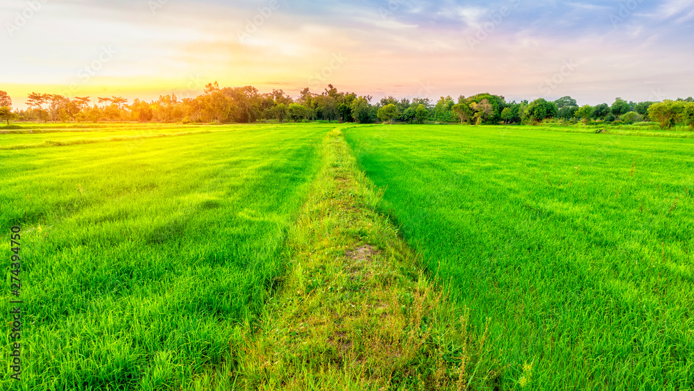 Fototapeta premium Beautiful green rice field at sunset