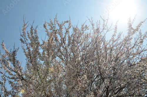Spring flowering of fruit trees in southern Russia. Large  sprawling flowering cherry tree in sun glare against a blue sky