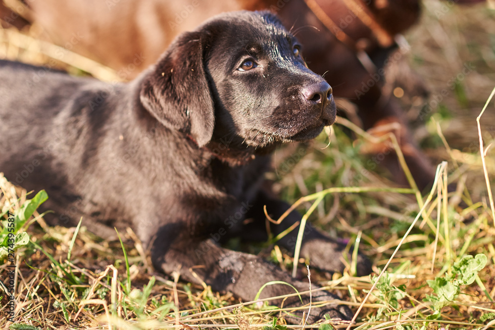Portrait of a cute Labrador puppy of black color Portrait of a cute Labrador puppy of black color