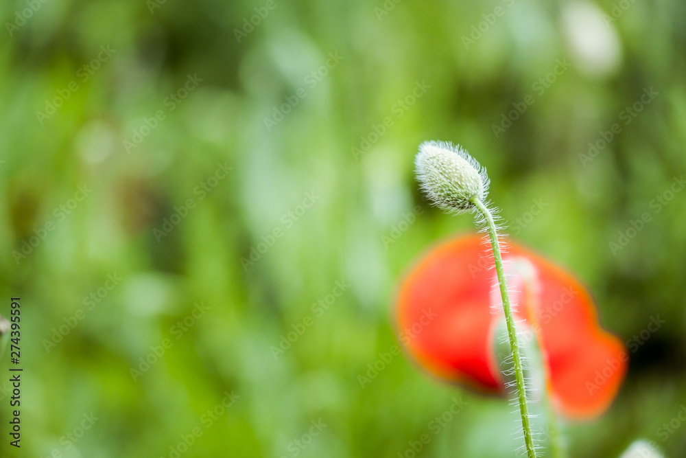 Joli coquelicot dans un champ	