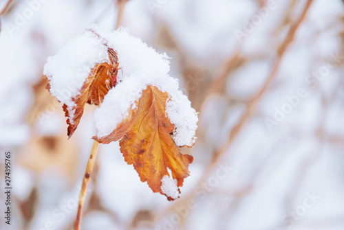 Orange leaves under the snow