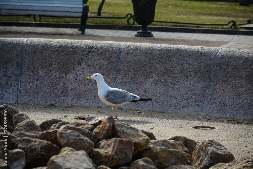 Obraz premium Big seagull sits on a stone