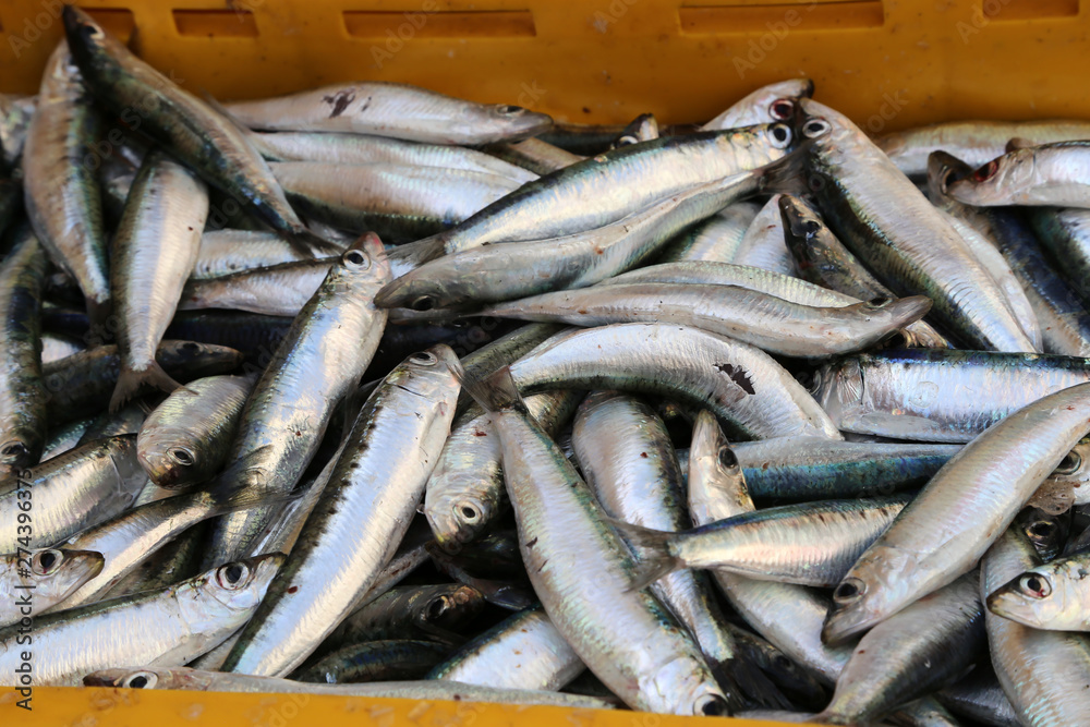 Obraz premium Different sea fish at a fish market in Croatia