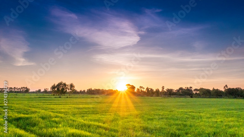 Beautiful green rice field at sunset