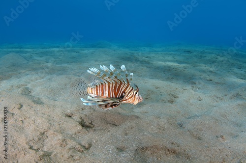 Common Lionfish¬†or¬†Devil Firefish¬†(Pterois miles), Red Sea, Marsa Alam, Abu Dabab, Egypt, Africa photo