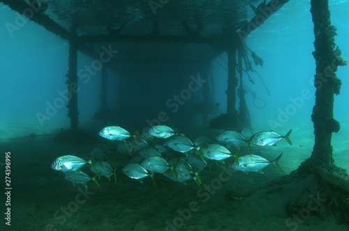 Island Trevally, also Yellowspotted Jack (Carangoides orthogrammus), Red Sea, Marsa Alam, Abu Dabab, Egypt, Africa photo