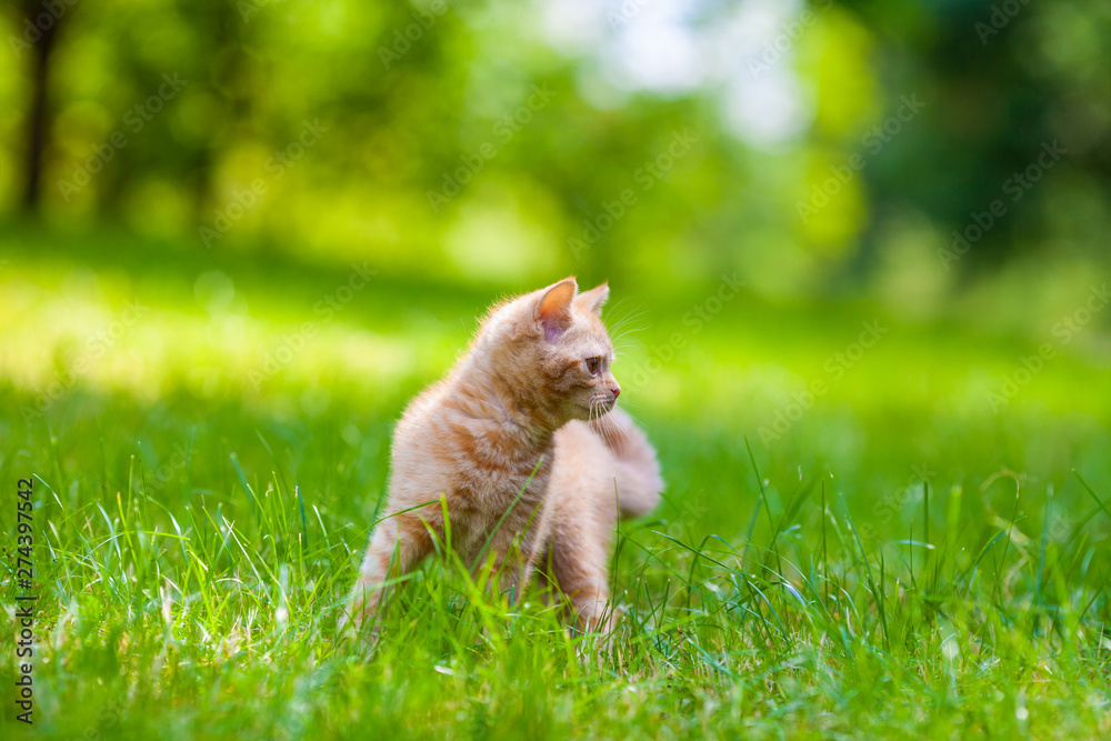 Red kitten walking on the grass in the summer garden