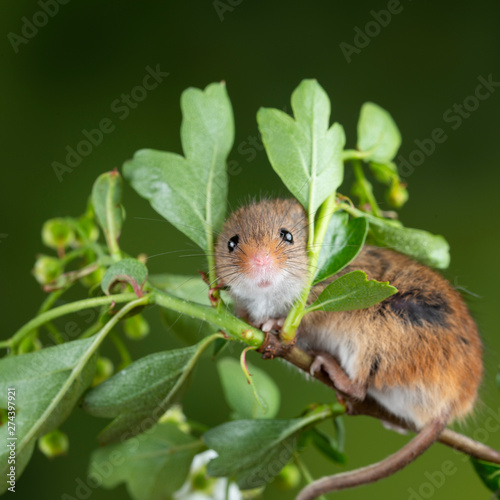 adorable cute harvest mice micromys minutus on white flower foliage with neutral green nature background