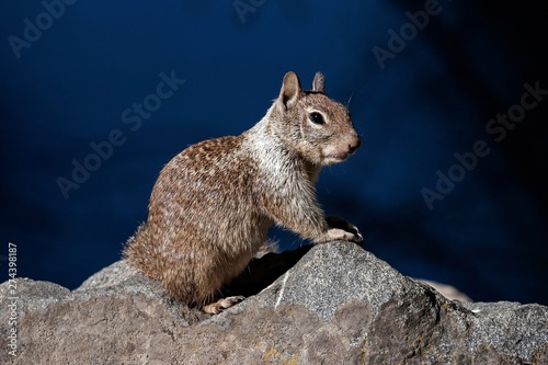 Californian ground squirrel (Citellus beecheyi), Yosemite National Park, California, USA, North America photo