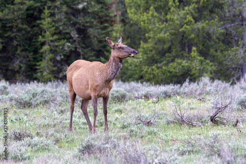 Female Elk in Grand Teton National Park  USA