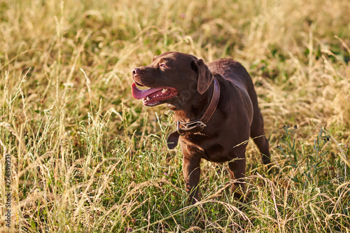 Labrador brown color  tongue sticking out  standing on the grass