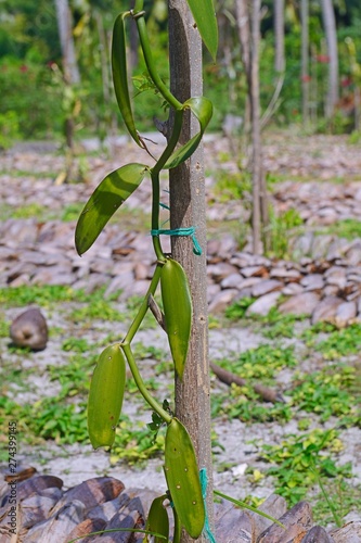 Flat-leaved vanilla, Tahitian vanilla or West Indian vanilla (Vanilla planifolia) at plantation, La Digue Island, Seychelles, Africa photo