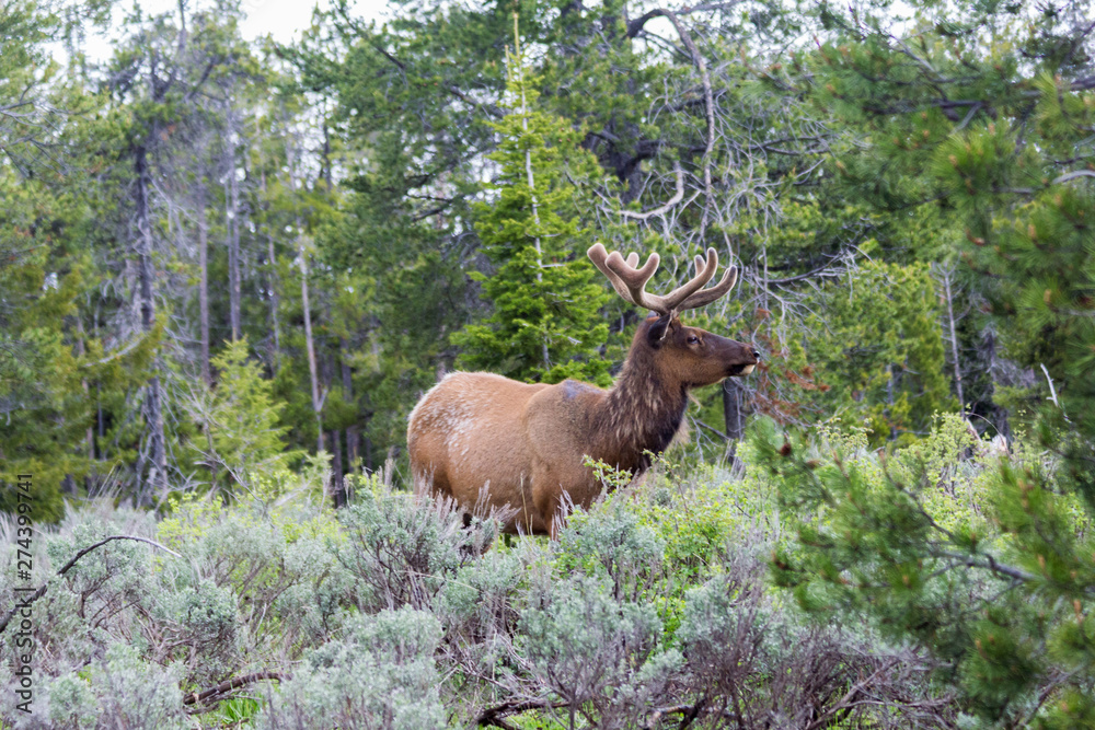 Wild young male elk in Grand Teton National Park, Wyoming, USA Wild young male elk in Grand Teton National Park, Wyoming, USA