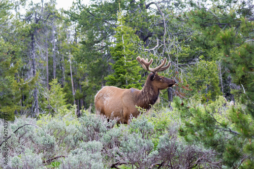 Fototapeta Naklejka Na Ścianę i Meble -  Wild young male elk in Grand Teton National Park, Wyoming, USA