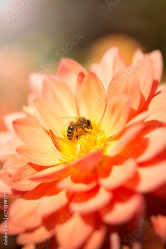 Honeybee (Apis mellifera) on a dahlia flower (Dahlia), Germany, Europe photo