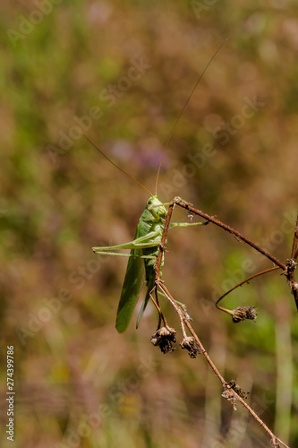 Great Green Bush-cricket female (Tettigonia viridissima) close-up