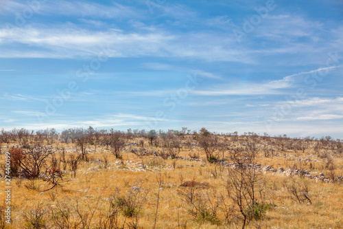 steppe landscape with dry nature