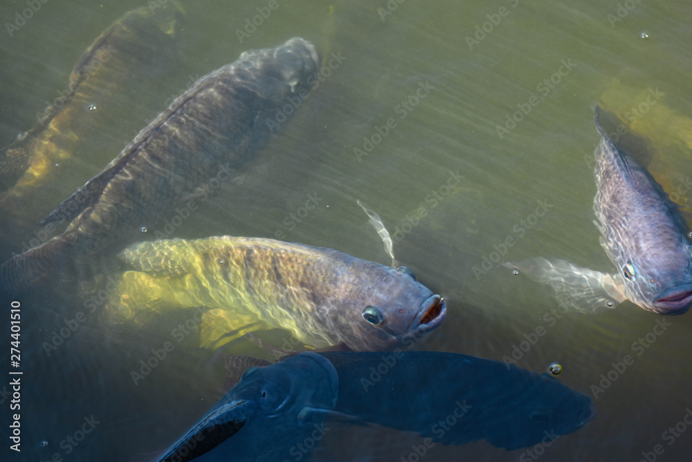 Fototapeta premium Tilapia, freshwater fish, popular in industry