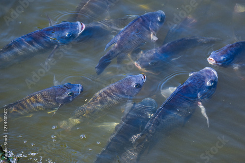 Tilapia, freshwater fish, popular in industry