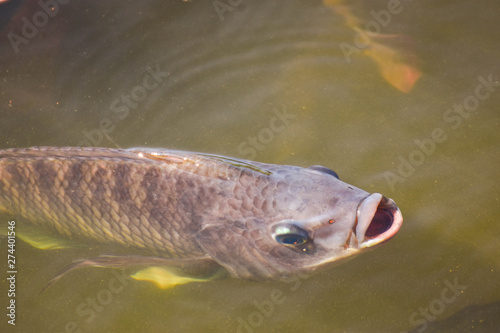 Tilapia, freshwater fish, popular in industry