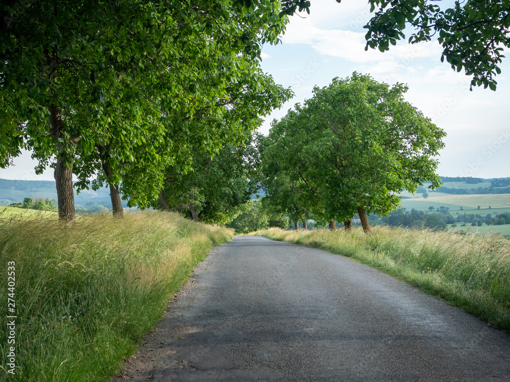 Summer road landscape. Green trees by the way.