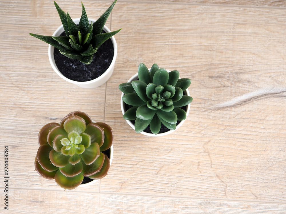 Closeup group of cactus in white plastic pot on blurred wood desk and wood wall textured background with copy space Closeup group of cactus in white plastic pot on blurred wood desk and wood wall textured background with copy space