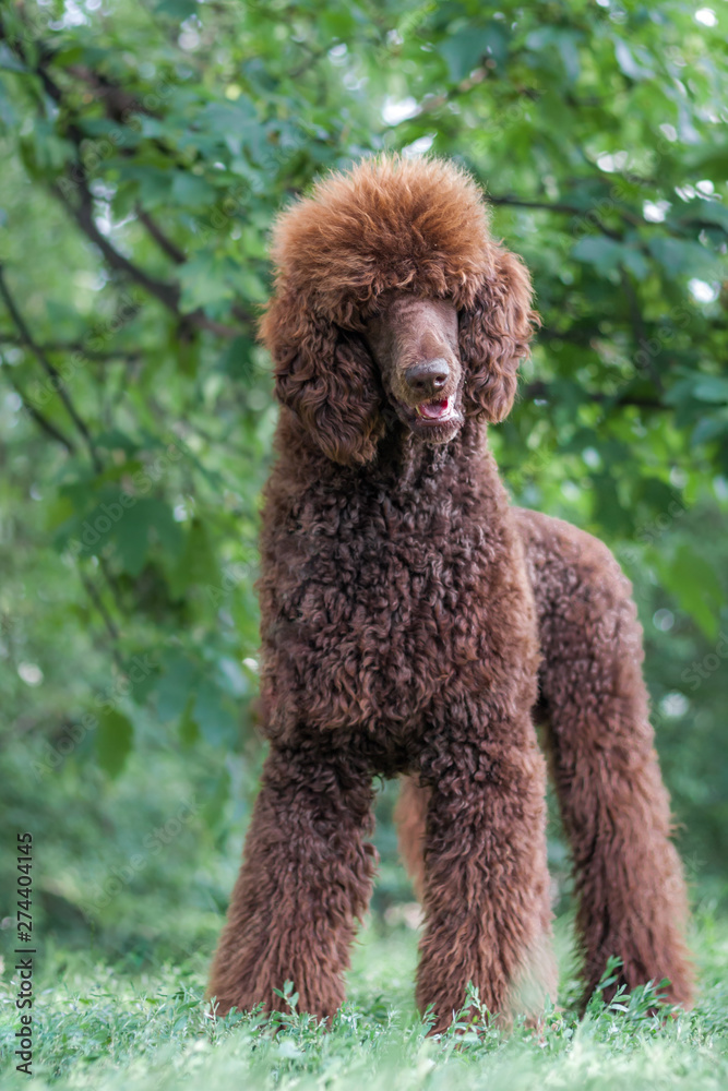 Young brown big standard poodle standing at summer park