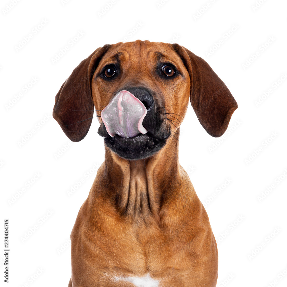 Funny head shot of wheaten Rhodesian Ridgeback puppy dog with dark muzzle, sitting facing front ways facing front. Looking at camera with sweet brown eyes and tongue over nose Isolated on white backgr